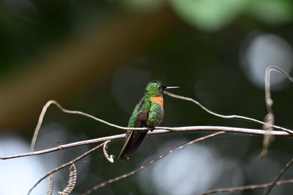 blanquillo brids macaws manu jungle 7
