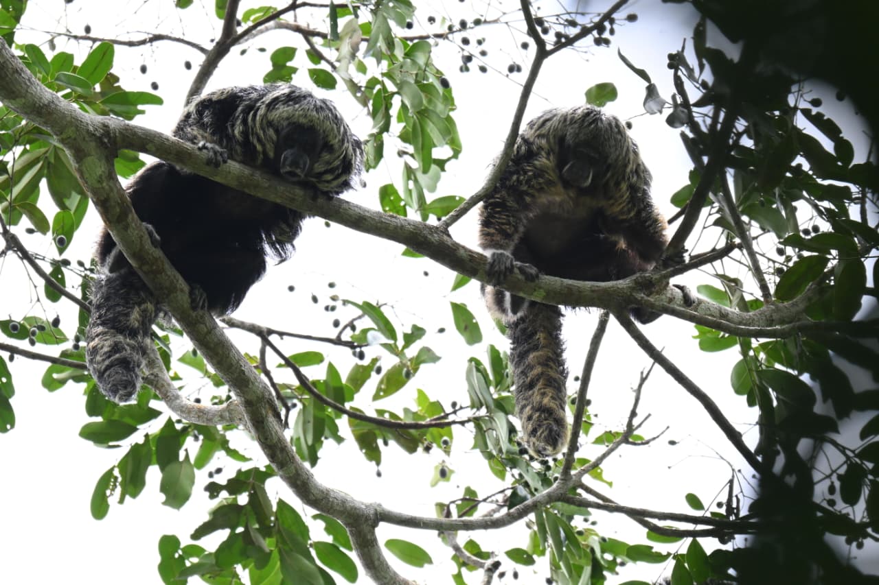 mono emperador tamarin manu 1 mono emperador tamarin manu 2