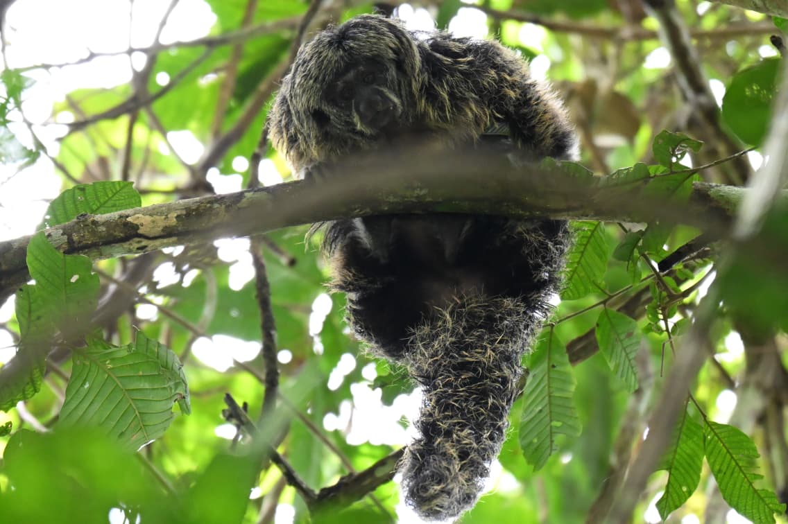mono emperador tamarin manu 2 mono emperador tamarin manu 2