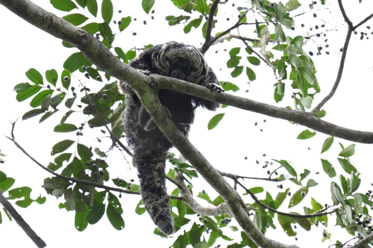 mono emperador tamarin manu 3