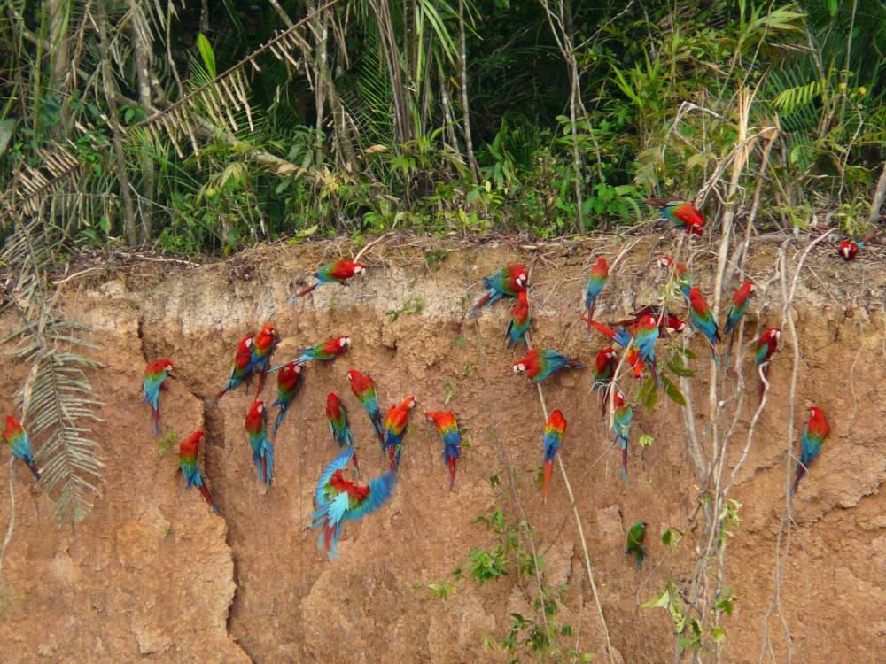 tambopata lago sandoval escobar 2 tambopata lago sandoval escobar 1