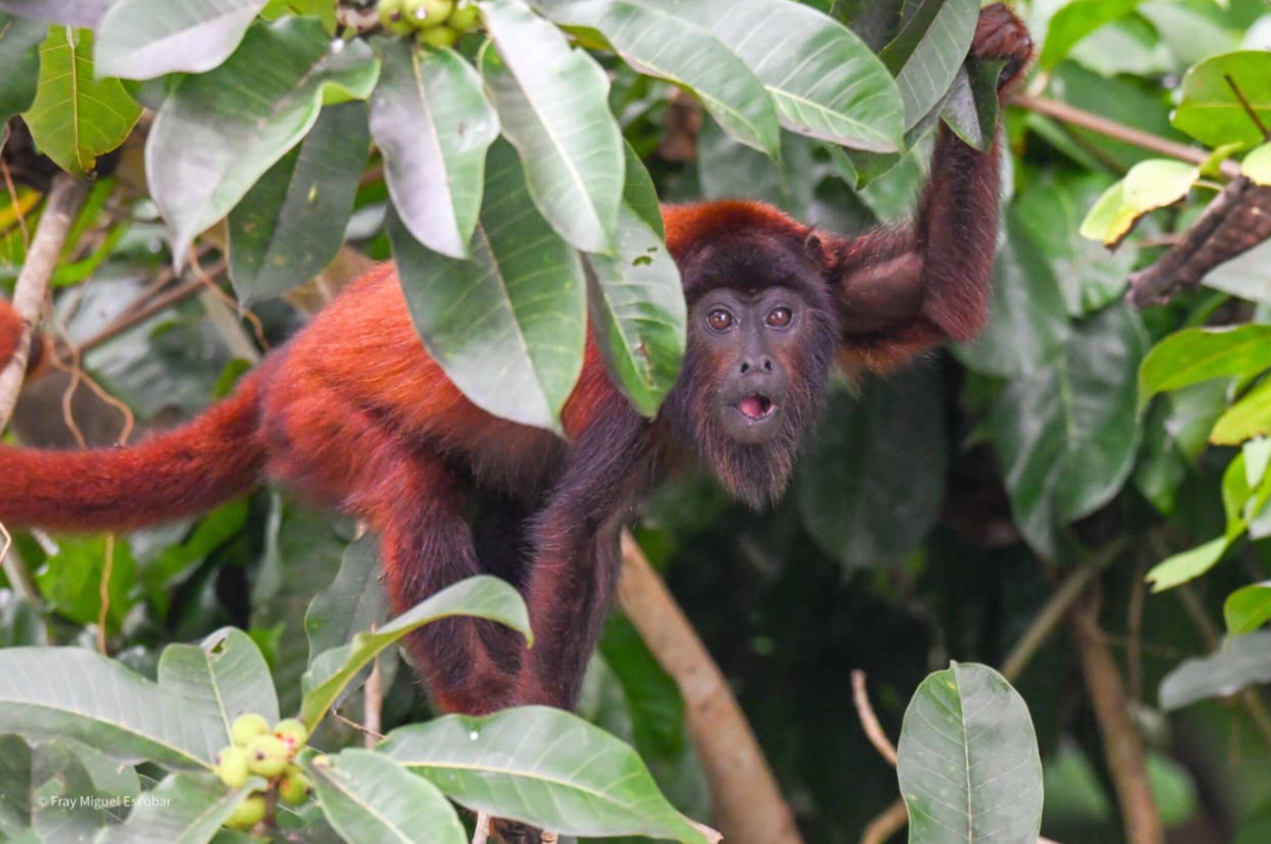 Parque Nacional Manu y Reserva Nacional Tambopata 9D/8N Flora y fauna Amazonica desde los Andes hasta la selva tropical