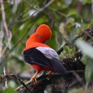 Aventura en la Selva Amazónica del Peru 3D/2N