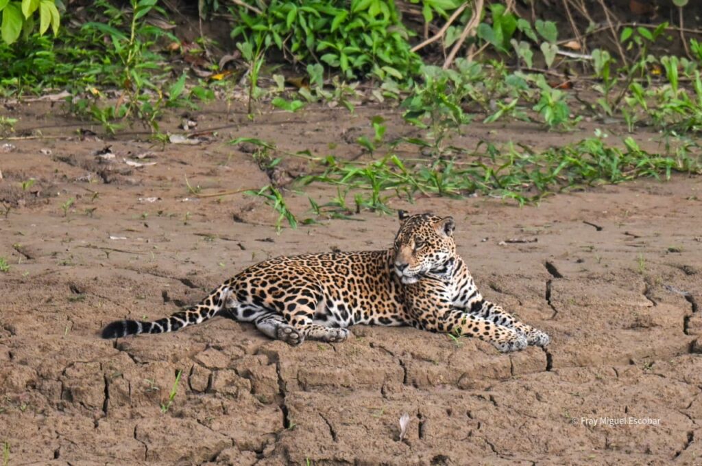 jaguar manu national park