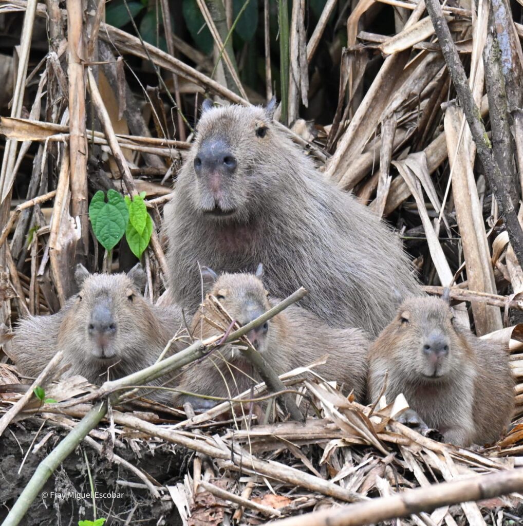 capibara en el parque nacional del manu