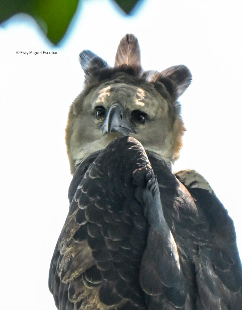 aguila arpia