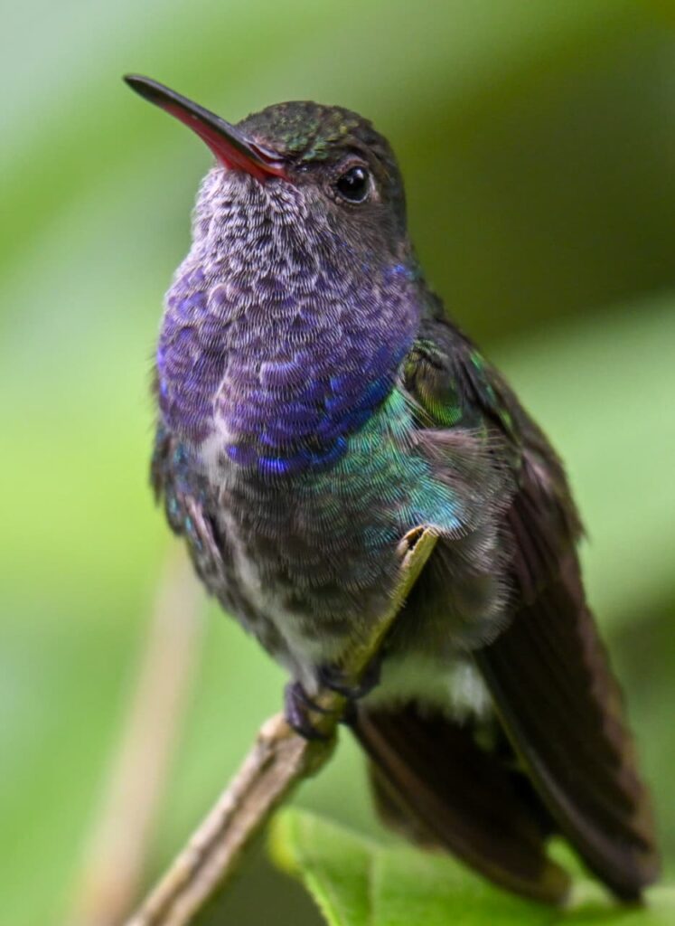 Colibri