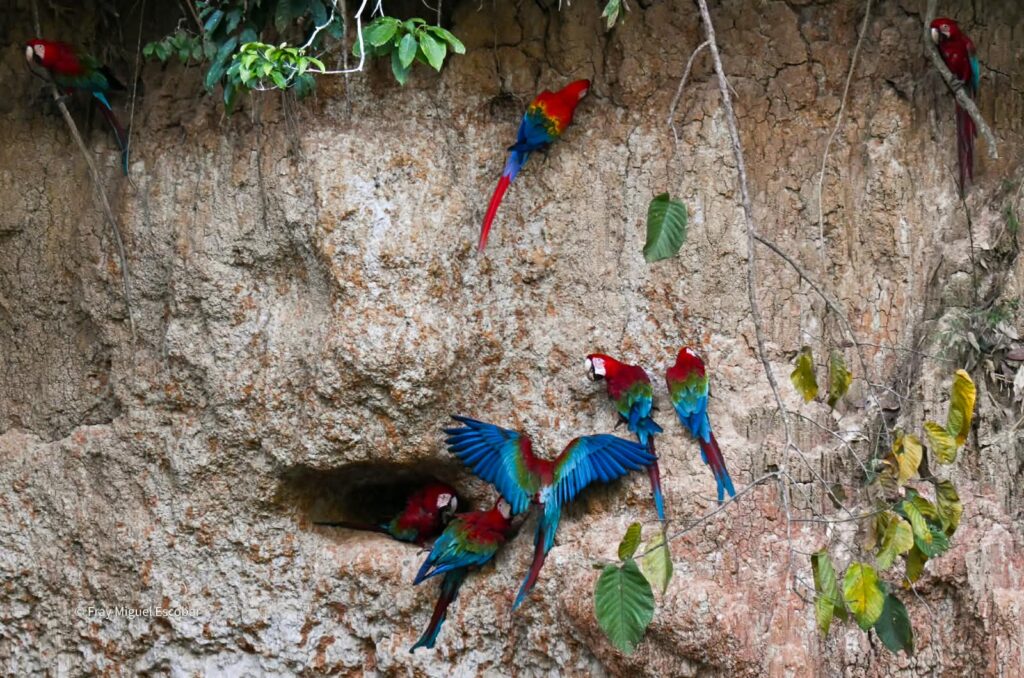 COLLPA DE LOROS