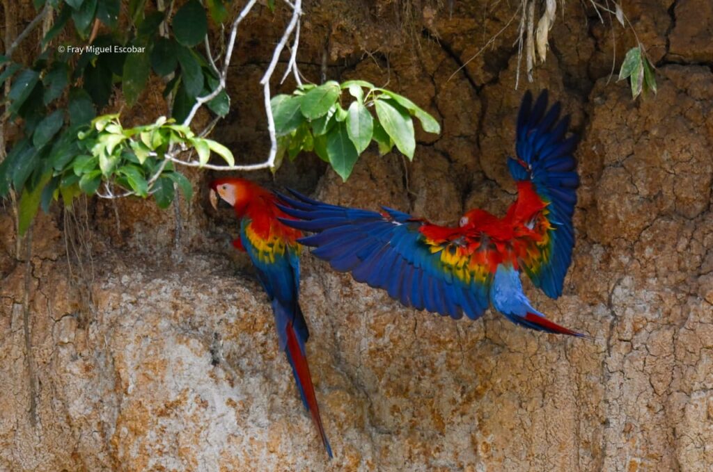 guacamayo en el parque del Manu