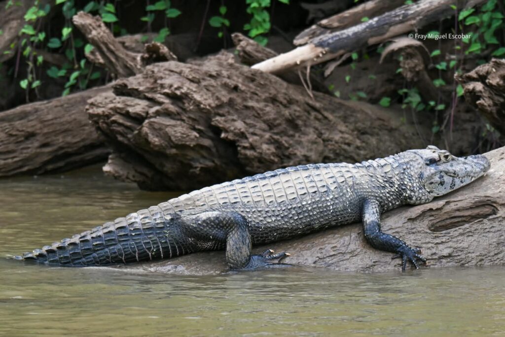 caiman