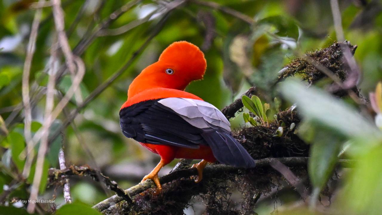 manu avifauna 01