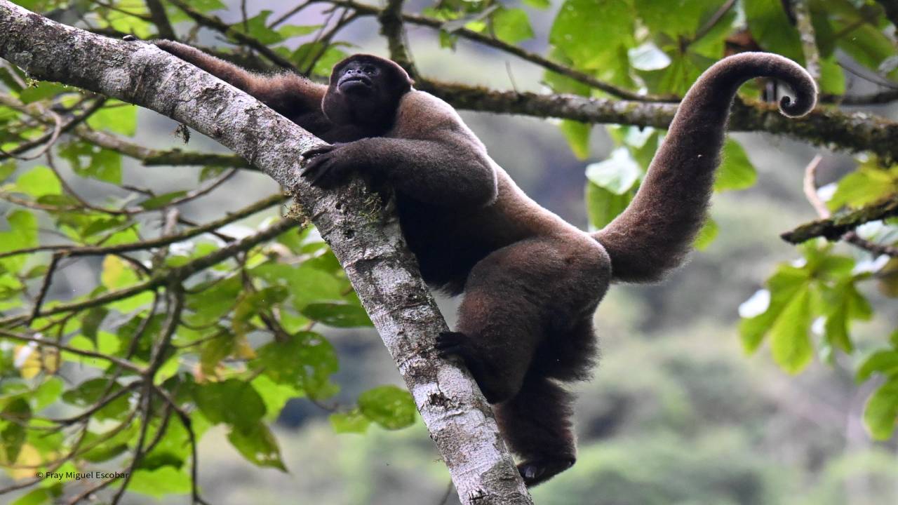 manu avifauna 02