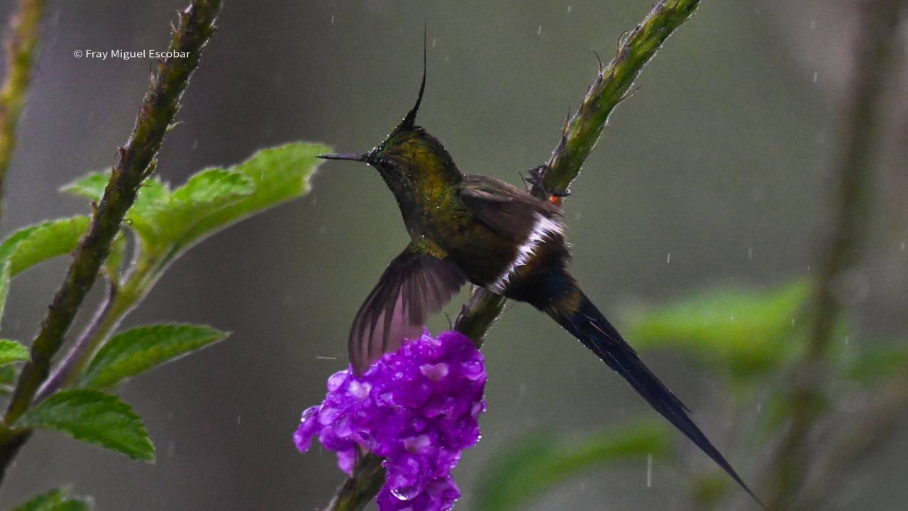 manu avifauna 05