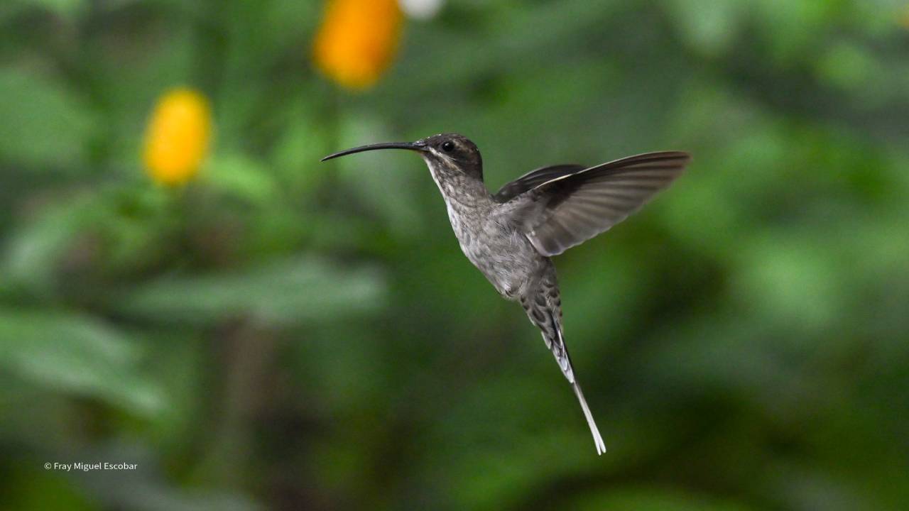 Desde Cusco: Manu tour privado – Avifauna y Fotografía de aves 4D/3N